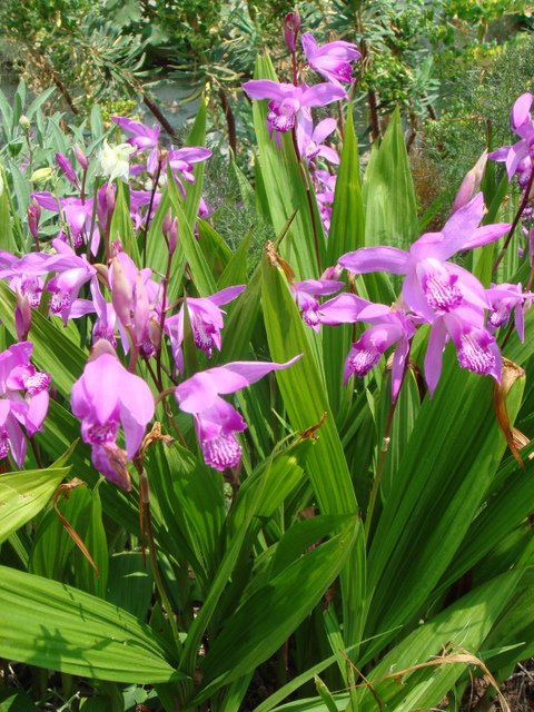Bletilla striata
